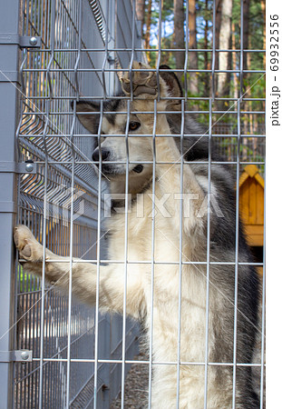 Beautiful and kind shepherd Alaskan Malamute stood on its hind legs 69932556