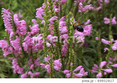 晩夏の花から蜜を集める蜂の写真素材