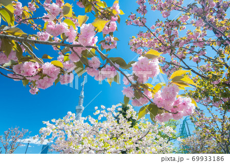 4月東京 東京スカイツリーと隅田公園の八重桜の写真素材