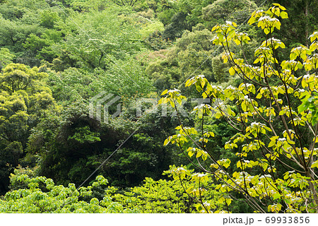 緑の森をバックにアブラギリの新緑 69933856