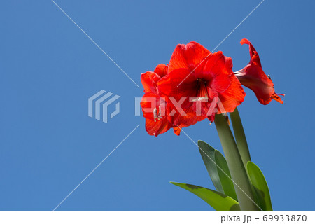 青空の下の赤いアマリリスの花 青空の下の赤いアマリリスの花 69933870