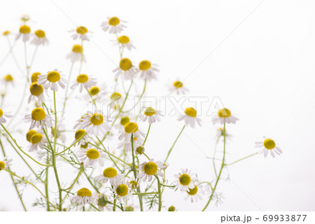 白バックのジャーマンカモミールの花 69933877