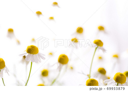 白バックのジャーマンカモミールの花のアップ 69933879