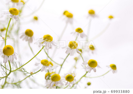 白バックのジャーマンカモミールの花のアップ 69933880