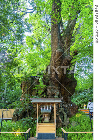 【静岡県】熱海市 来宮神社にある天然記念物の大楠 【静岡県】熱海市 来宮神社にある天然記念物の大楠 69933943