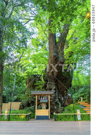 【静岡県】熱海市 来宮神社にある天然記念物の大楠 【静岡県】熱海市 来宮神社にある天然記念物の大楠 69933947