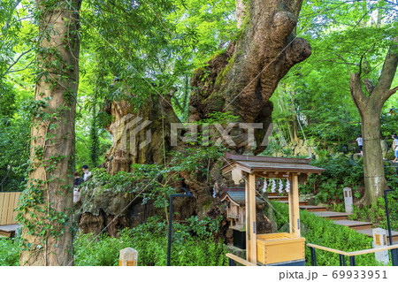 【静岡県】熱海市 来宮神社にある天然記念物の大楠 【静岡県】熱海市 来宮神社にある天然記念物の大楠 69933951