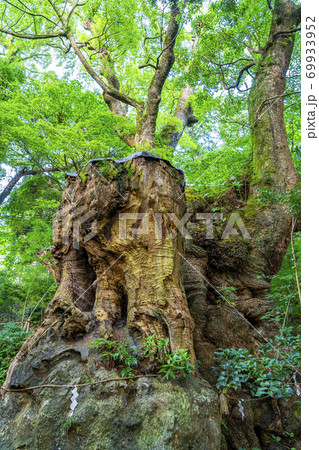【静岡県】熱海市　来宮神社にある天然記念物の大楠 69933952