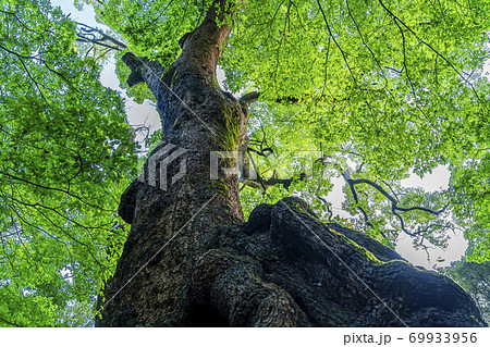 【静岡県】熱海市 来宮神社にある天然記念物の大楠 【静岡県】熱海市 来宮神社にある天然記念物の大楠 69933956