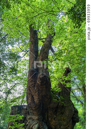 【静岡県】熱海市　来宮神社にある天然記念物の大楠 69933959