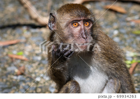 Monkey take a sunbathe at natural forest. Monkey take a sunbathe at natural forest. 69934263