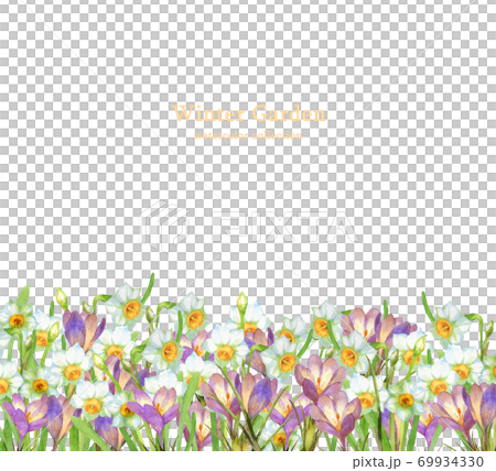 Winter flower field daffodils and crocuses 69934330