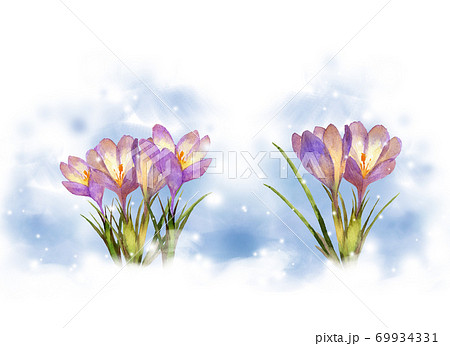 クロッカスの水彩画（フレーム付き） クロッカスの水彩画（フレーム付き） フレーム 花輪 花 紫