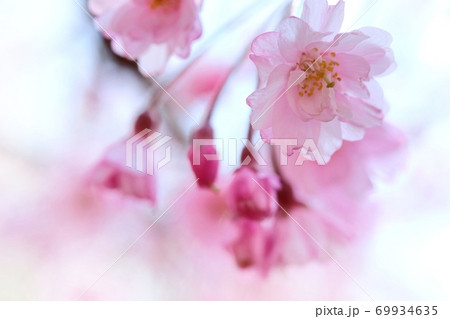 秋田角館枝垂 アキタカクノダテシダレ 桜の花 秋田角館枝垂 アキタカクノダテシダレ 桜の花 69934635