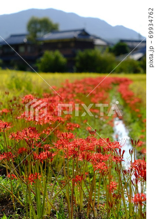 彼岸花の群生 69934762