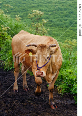 かわいい牛さんがご挨拶 69934764