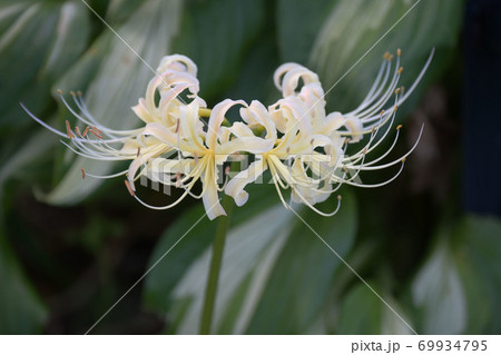 白いヒガンバナ 白いヒガンバナ 69934795
