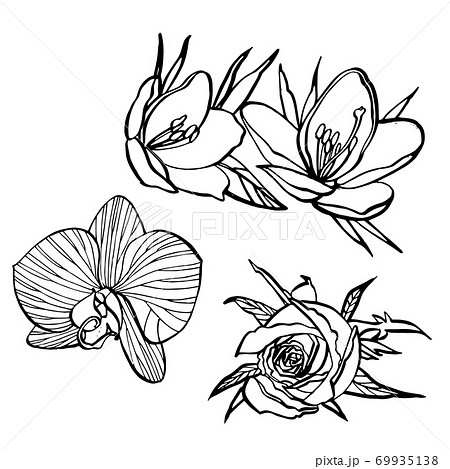White flowers. SPA concept. Graphic illustrations. Botanical painting on isolated white background. Can be used as background for web pages wedding invitations, greeting cards, postcards, patterns 69935138