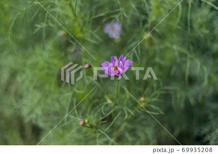 COSMOS 秋桜2020 COSMOS 秋桜2020 69935208