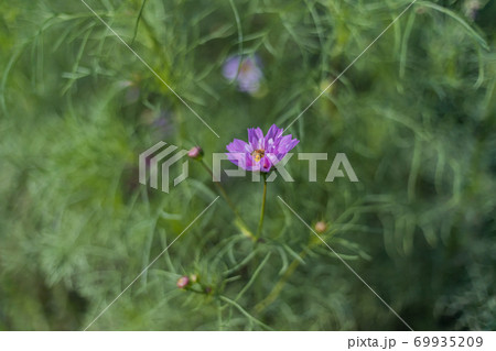 COSMOS 秋桜2020 COSMOS 秋桜2020 69935209