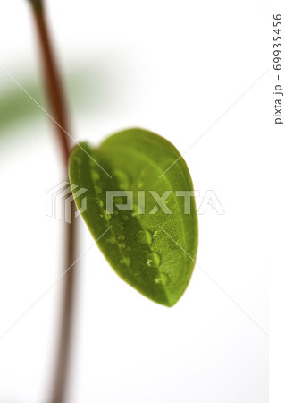 クローズアップ 葉 夏 69935456