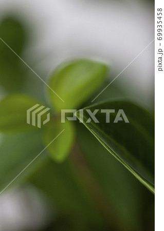 クローズアップ 葉 夏 69935458