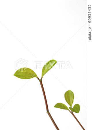 クローズアップ 葉 植物 69935459