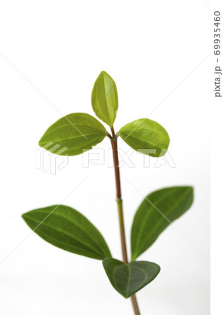 クローズアップ 葉 夏 69935460
