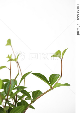 クローズアップ 葉 夏 69935461