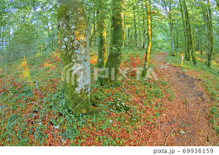 Forest Landscape, Valderejo Natural Park, Spain Forest Landscape, Valderejo Natural Park, Spain 69936159