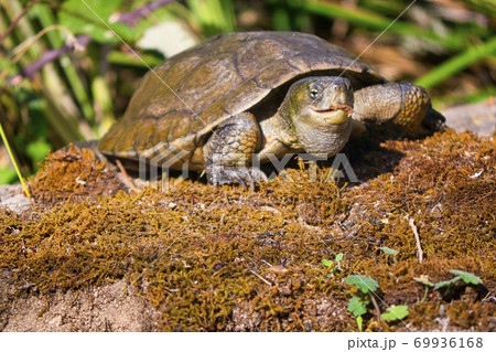 Mediterranean Pond Turtle, Monfrague National Park, Spain 69936168