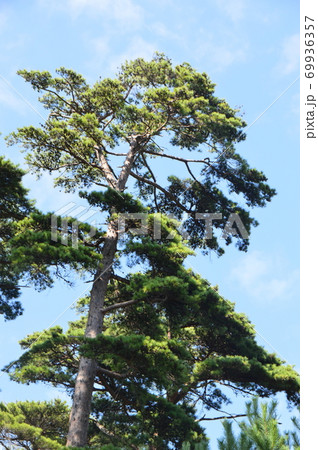 松の木(椎崎諏訪神社・佐渡島/新潟県佐渡市原黒724) 松の木(椎崎諏訪神社・佐渡島/新潟県佐渡市原黒724) 69936357