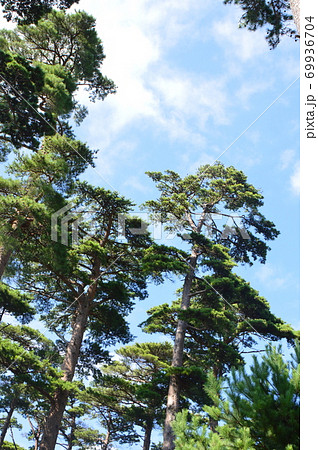 松の木(椎崎諏訪神社・佐渡島/新潟県佐渡市原黒724) 松の木(椎崎諏訪神社・佐渡島/新潟県佐渡市原黒724) 69936704