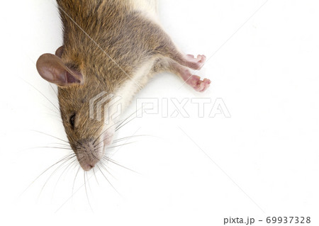 dead rat isolated on white background, 69937328