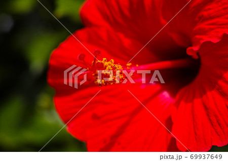 ハイビスカス ハイビスカス 69937649