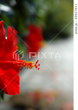 ハイビスカス ハイビスカス 69937651