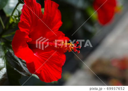 ハイビスカス 69937652