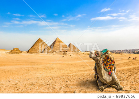 Camel and pyramids Camel and pyramids 69937656