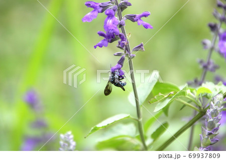 幸せを呼ぶ青い蜂ルリモンハナバチ 幸せを呼ぶ青い蜂ルリモンハナバチ 69937809