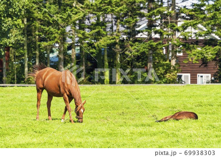 競走馬の牧場　仔馬　イメージ　北海道 69938303