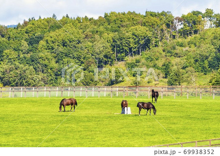 競走馬の牧場　仔馬　イメージ　北海道 69938352