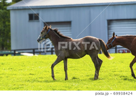 競走馬の牧場　仔馬　イメージ　北海道 69938424