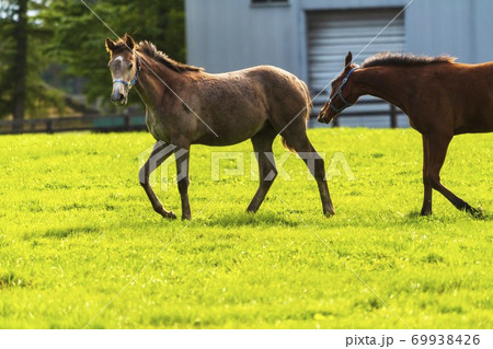 競走馬の牧場 仔馬 イメージ 北海道 競走馬の牧場 仔馬 イメージ 北海道 69938426