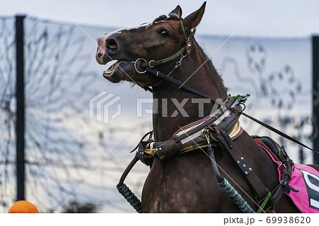 ナイターのばんえい競馬 イメージ 帯広競馬場 ナイターのばんえい競馬 イメージ 帯広競馬場 69938620