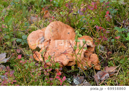 Group of mushrooms Suillus bovinus. Group of mushrooms Suillus bovinus. 69938860