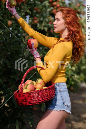 Beautiful young woman picking ripe organic apples in basket in orchard or on farm on a fall day Beautiful young woman picking ripe organic apples in basket in orchard or on farm on a fall day 69938992