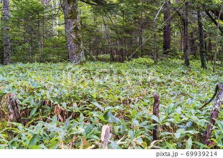 熊笹のやぶ 北海道上士幌町 熊笹のやぶ 北海道上士幌町 69939214
