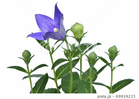 桔梗　花とツボミ　（fix撮影） 69939215