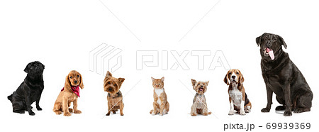 Differents dogs and one cat looking at camera isolated on a white studio background Differents dogs and one cat looking at camera isolated on a white studio background 69939369