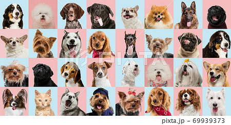 Stylish dogs and cats posing. Cute pets happy. Creative collage isolated on multicolored studio background. 69939373